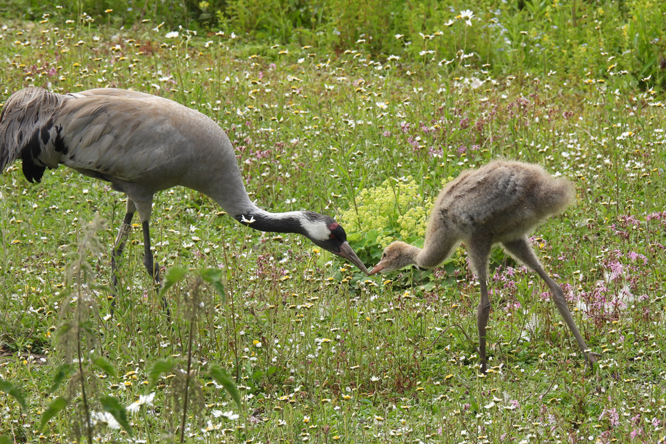 Crane chick being fed 16 June 966x644.jpg